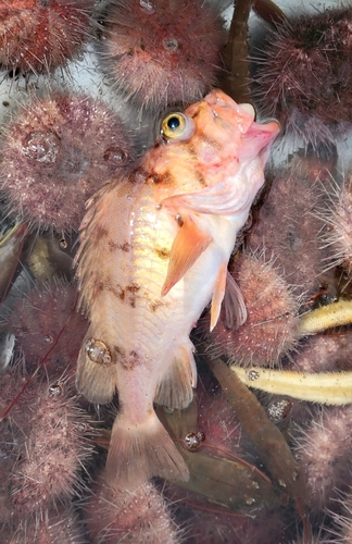 Cowcod (Sebastes levis) — Sebastidae