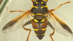 Meromacrus gloriosus