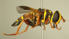 Meromacrus gloriosus