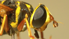 Meromacrus gloriosus