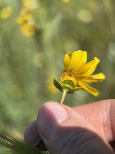 Coreopsis calliopsidea observed 2026-03-22