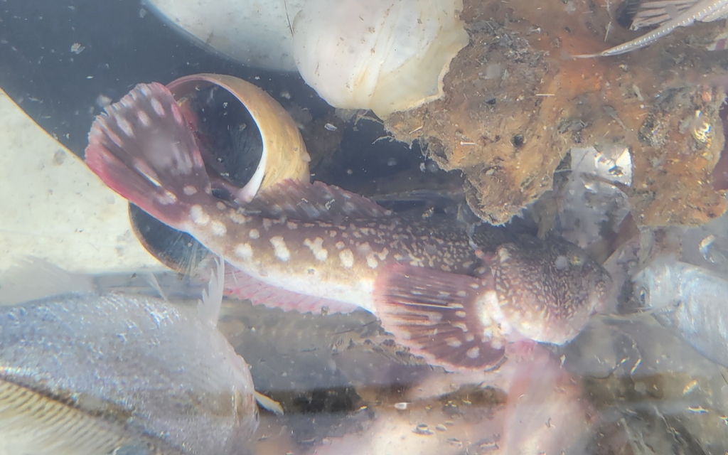 Gladde sterrenkijker (Kathetostoma averruncus) — Uranoscopidae