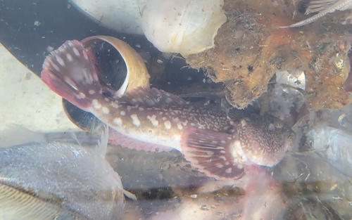 Smooth stargazer (Kathetostoma averruncus) — Uranoscopidae