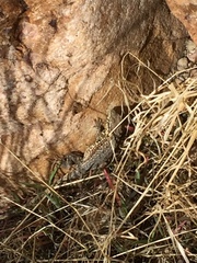 Uta stansburiana stansburiana
