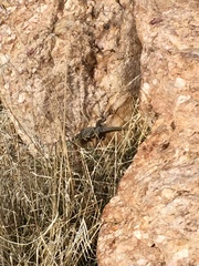 Uta stansburiana stansburiana