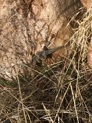 Uta stansburiana stansburiana