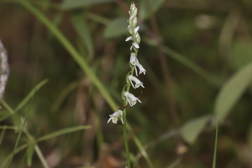 Northern Slender Ladies'-tresses (Spiranthes lacera)