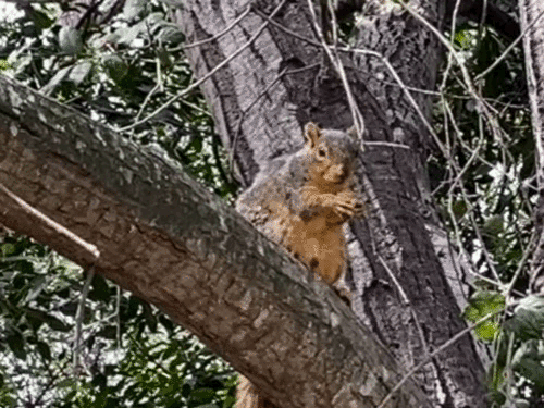 iNaturalist observation photo of Eastern Fox Squirrel