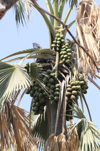Akeass' Borassus (Borassus akeassii)