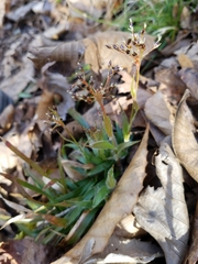 Luzula acuminata carolinae
