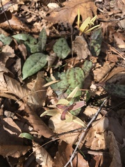 Erythronium umbilicatum