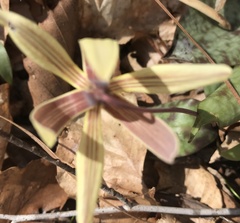 Erythronium umbilicatum