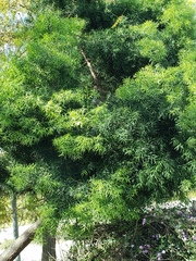 Afrocarpus