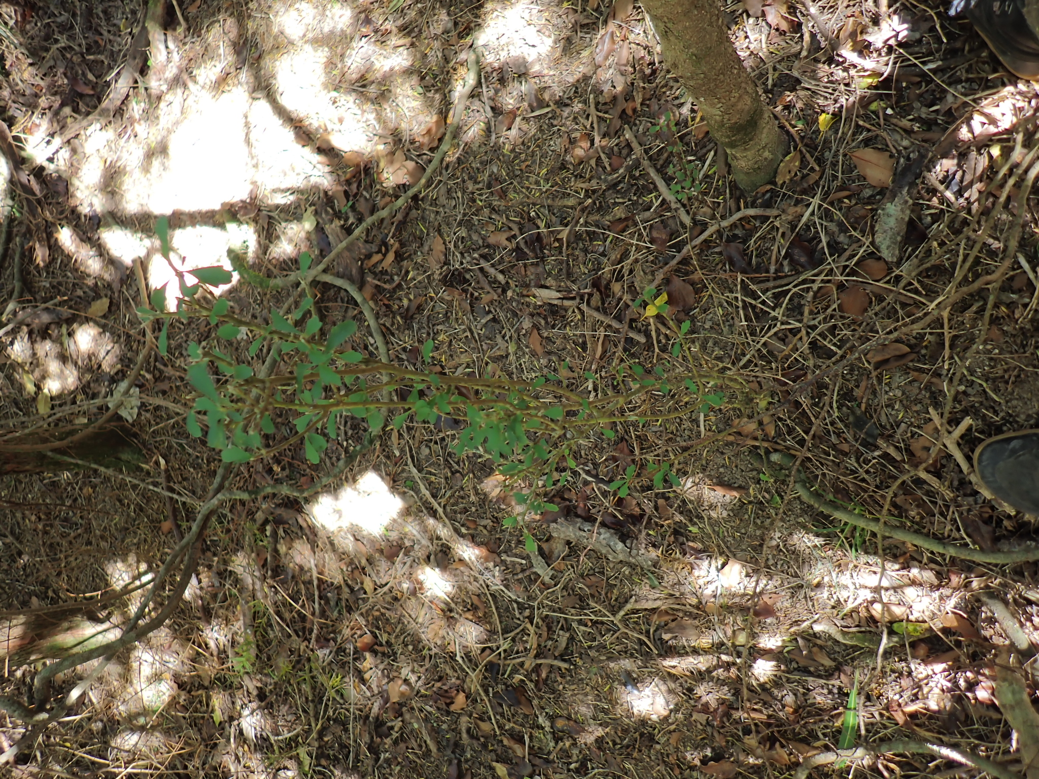 Porcupine Shrub (Melicytus alpinus)
