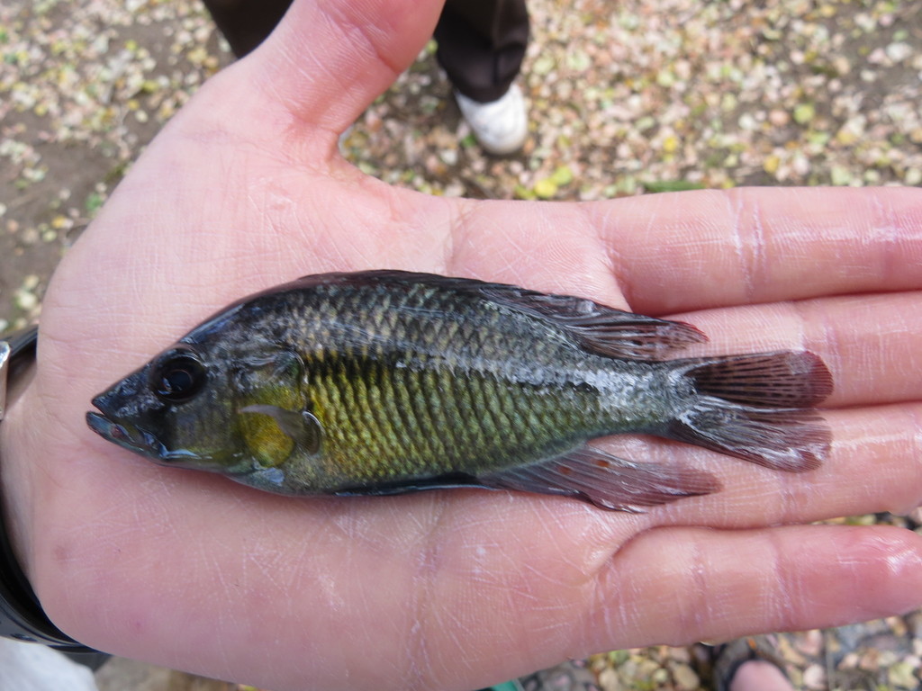 Bloyet's Cichlid