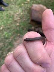 Haldea striatula