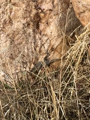 Uta stansburiana stansburiana