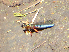 Platycypha caligata