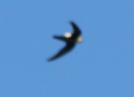 White-throated Swift (Birds of Chiricahua NM) · iNaturalist Mexico