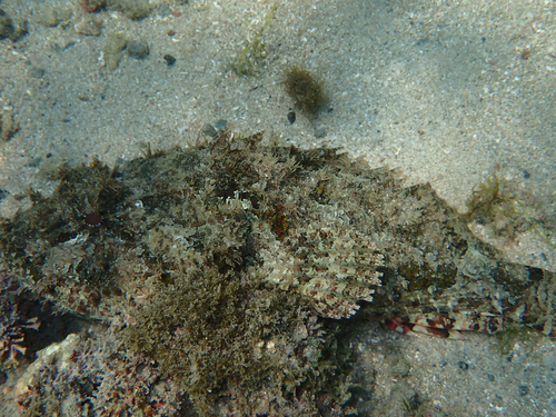 Pacific spotted scorpionfish (Scorpaena mystes) — Scorpaenidae — 4