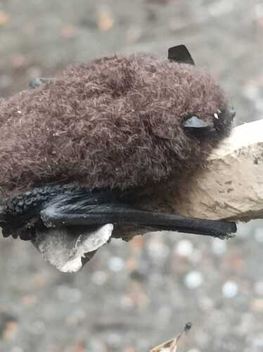 Chilean Myotis