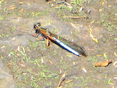 Platycypha caligata