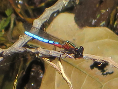 Platycypha caligata