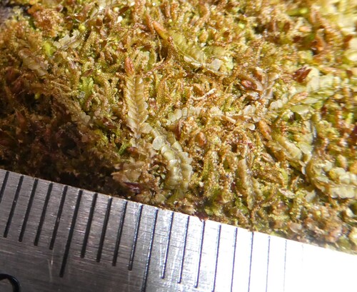 Jameson's Liverwort (Syzygiella autumnalis)