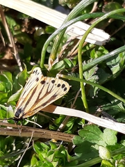 Setina aurita