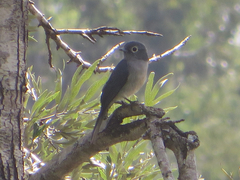 Melaenornis fischeri