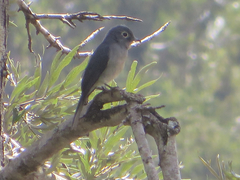 Melaenornis fischeri