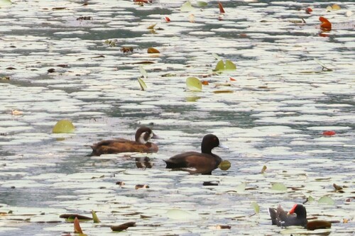 Southern Pochard (Netta erythrophthalma), photo 4