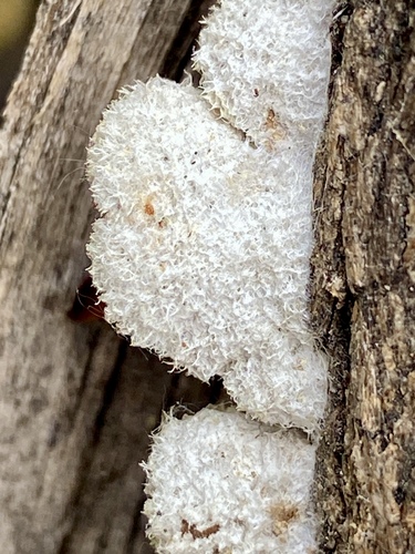 iNaturalist observation photo of splitgill mushroom