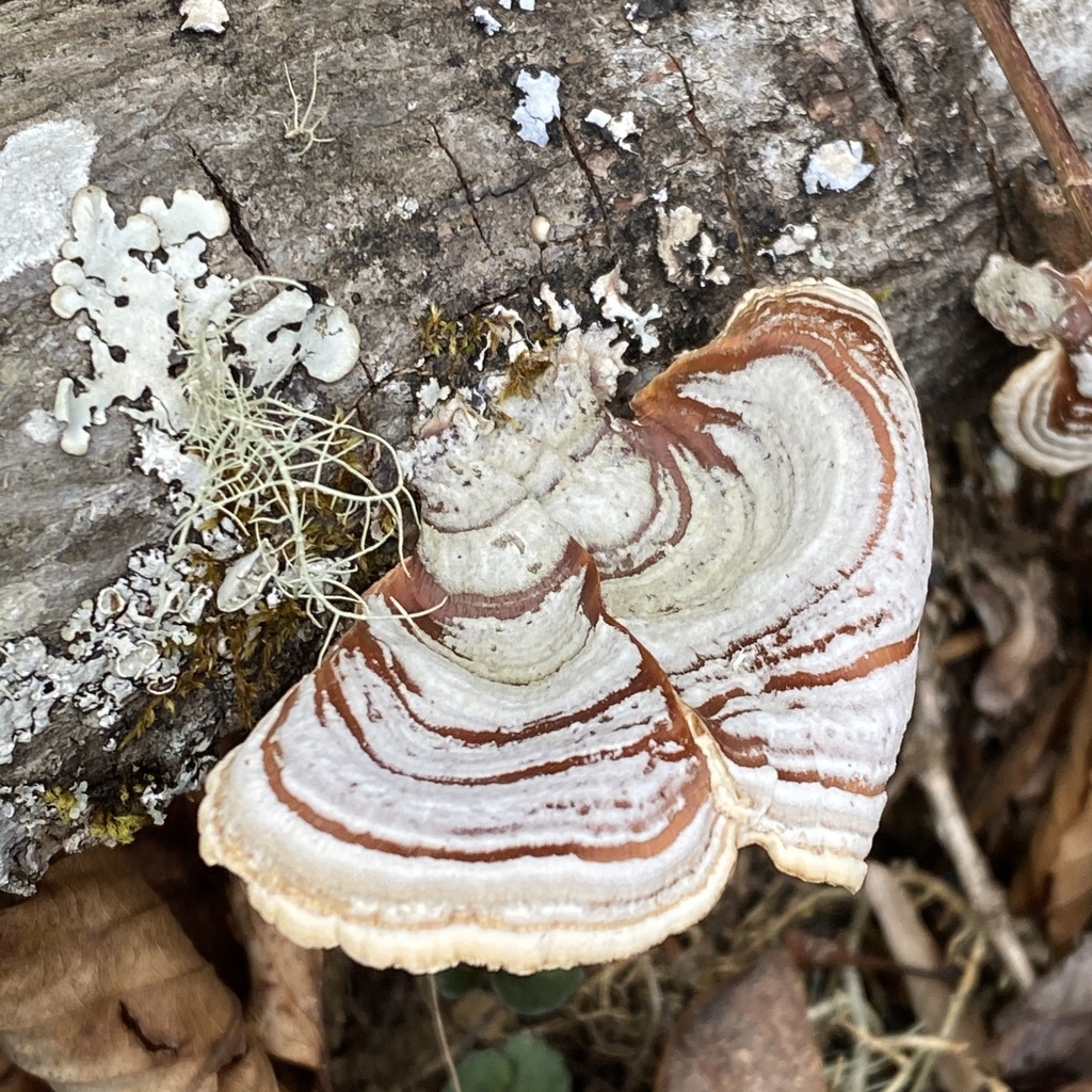 Stereum lobatum · March 2026 · photo: © morcutt (iNaturalist, cc-by)
