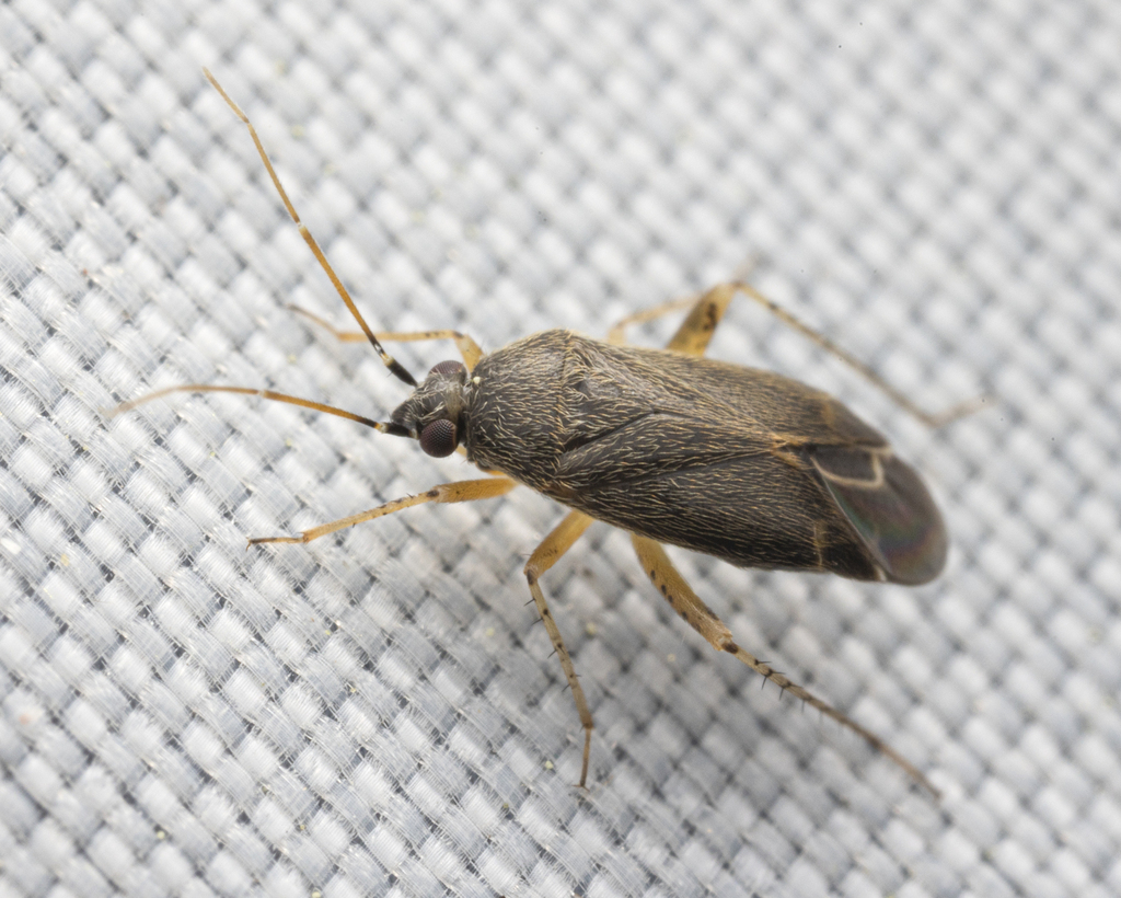 Plagiognathus dispar
