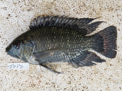 Blue-spotted Tilapia
