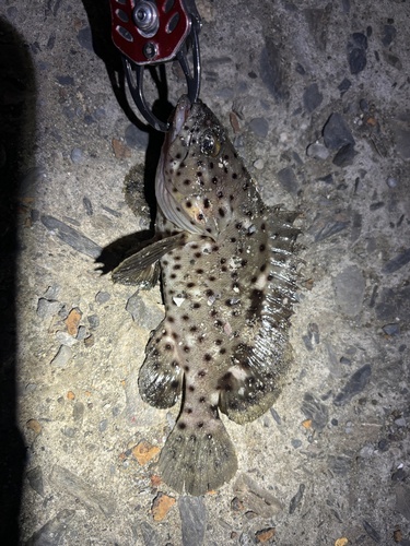 Epinephelus corallicola observed 2026-03-31