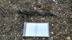 Canis lupus signatus