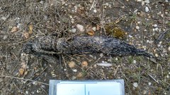 Canis lupus signatus