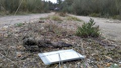 Canis lupus signatus