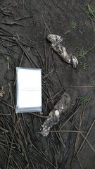 Canis lupus signatus