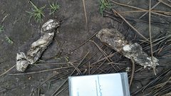 Canis lupus signatus