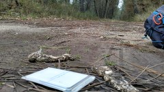 Canis lupus signatus