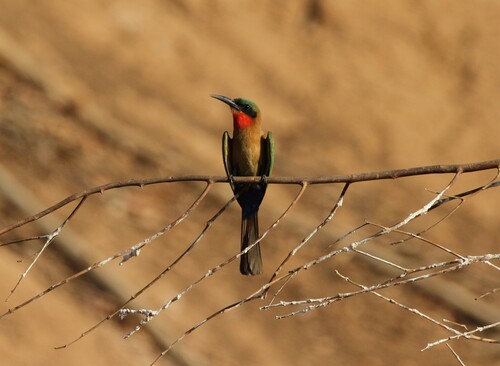 Red-throated Bee-eater (Merops bulocki), photo 4