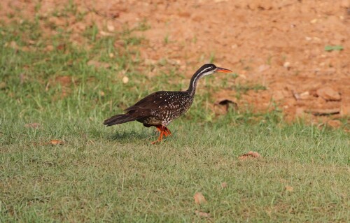 African Finfoot (Podica senegalensis), photo 5