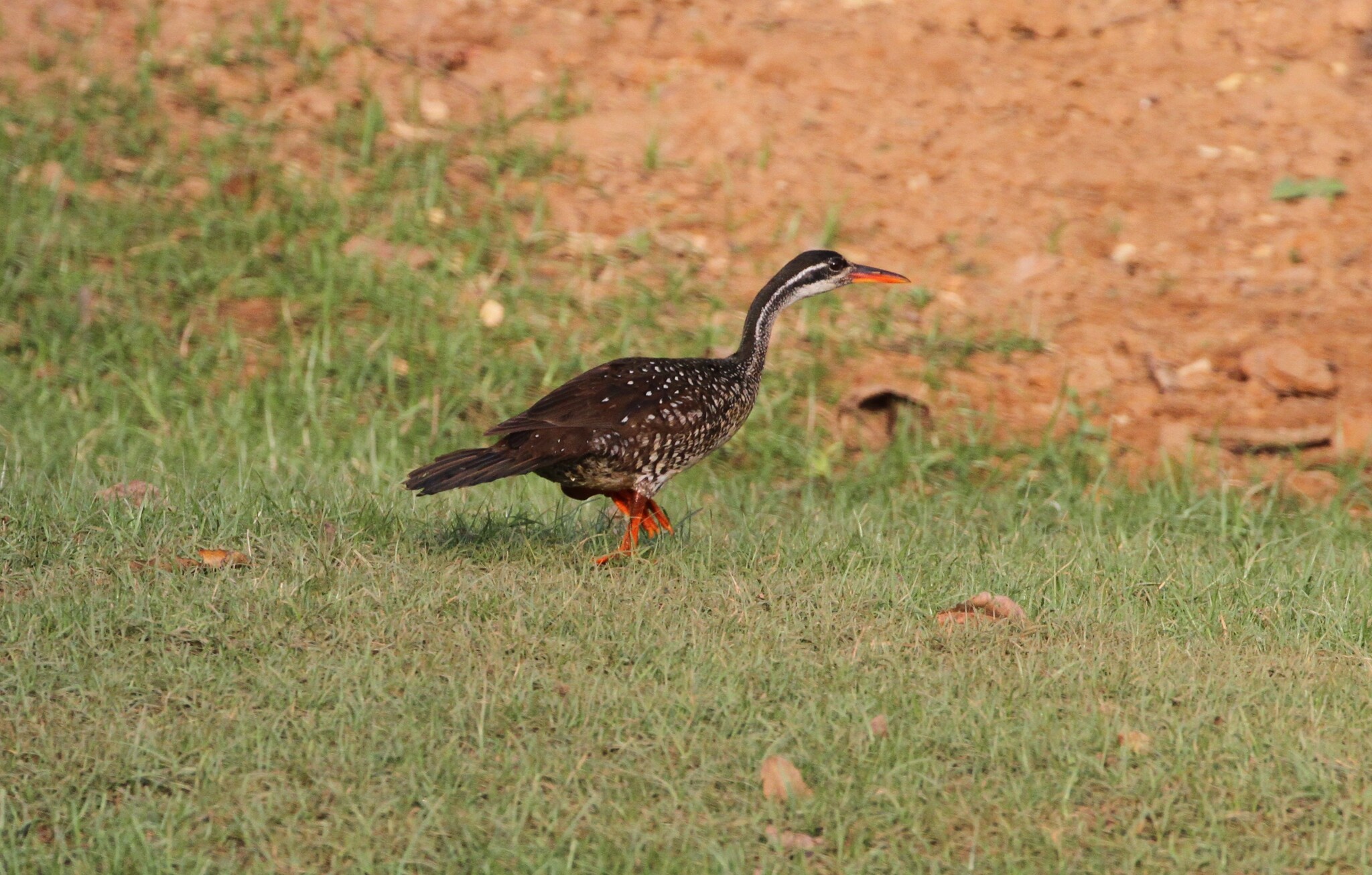 African Finfoot (Podica senegalensis), photo 5