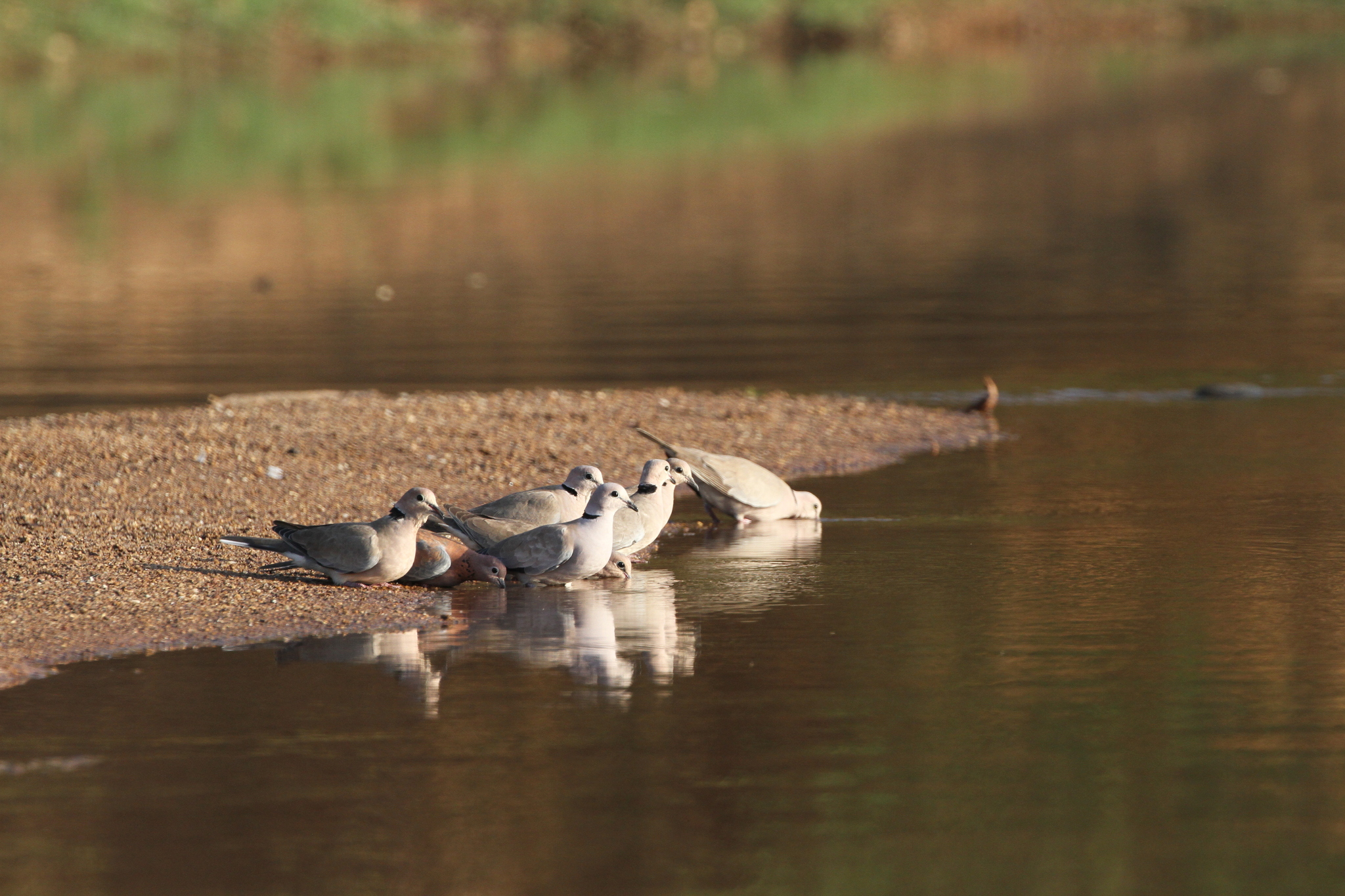 Vinaceous Dove (Streptopelia vinacea), photo 8