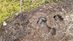 Carabus lineatus lateralis