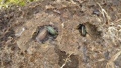 Carabus lineatus lateralis
