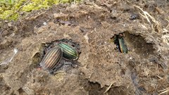 Carabus lineatus lateralis